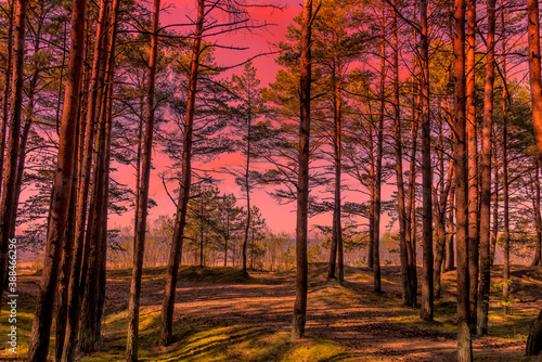 Pine Forest at Sunset in Northern Europe