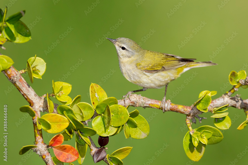 Obraz premium Tennessee Warbler, Leiothlypis peregrina