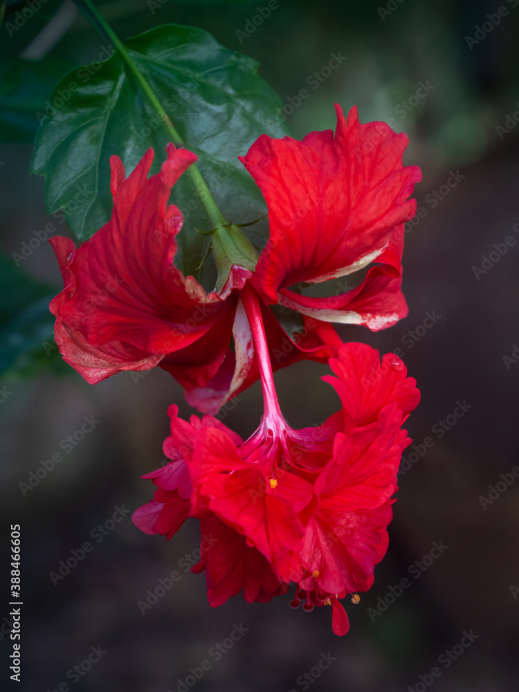 Closeup view of bright red and white hibiscus rosa sinensis el capitolio flower on natural background Closeup view of bright red and white hibiscus rosa sinensis el capitolio flower on natural background
