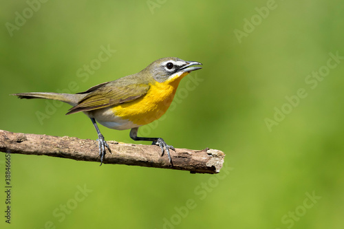 Yellow-breasted Chat, Icteria virens