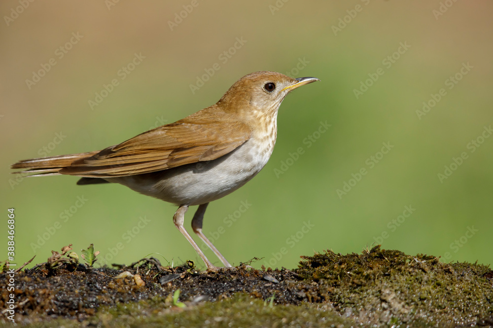 Veery, Catharus fuscescens Veery, Catharus fuscescens
