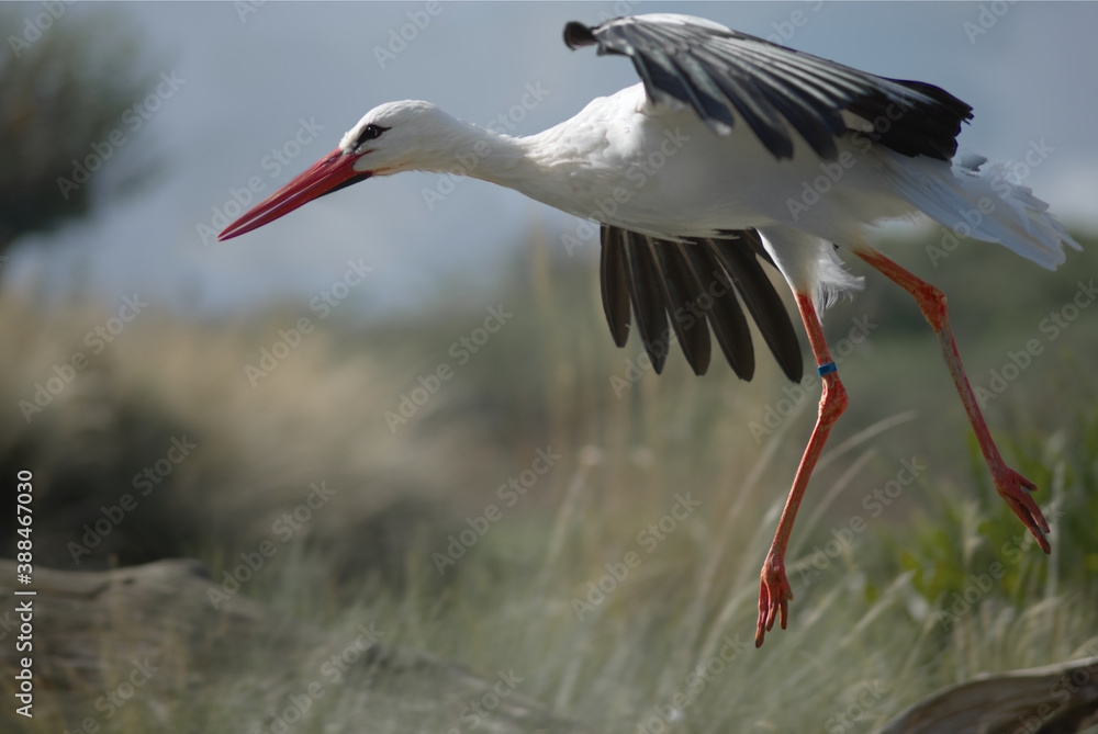 Fototapeta premium white stork in flight close up