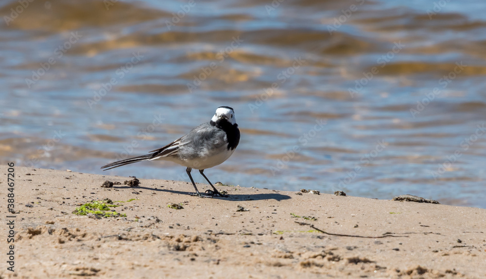 Wagtail on a Beach Wagtail on a Beach