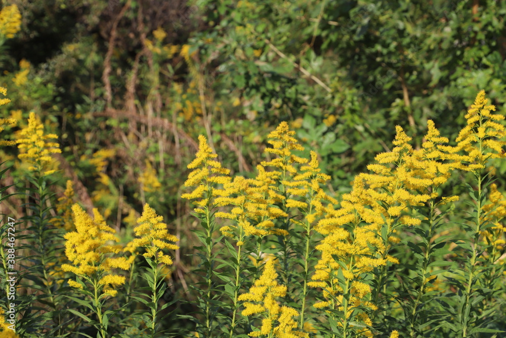 秋の野原に咲くセイタカアワダチソウの黄色い花 Stock Photo Adobe Stock