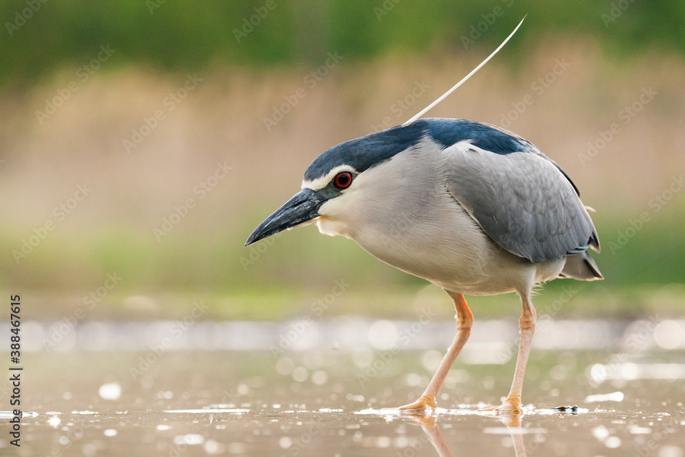 Black-crowned Night Heron, Nycticorax nycticorax