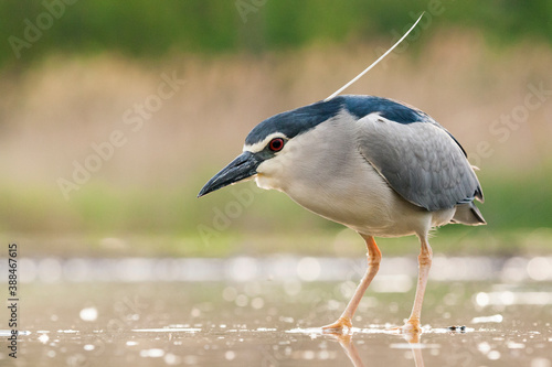Obraz na płótnie Black-crowned Night Heron, Nycticorax nycticorax w salonie