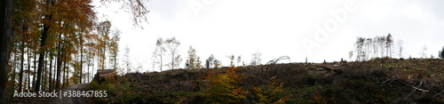 Der Wald stirbt  Gigantische Fl  chen von Waldsterben im Taunus durch den Klimawandel aufgrund von Hitze  D  rren und Borkenk  fer