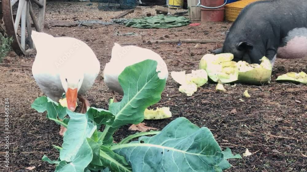 Geese are eating cabbage and a pig eat a pumpkin in a farm outside
