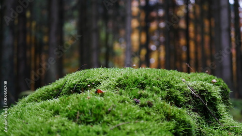 Mit Moos überwachsener Baumstumpf in Offenblende-Technik mit verschwommenem Hintergrund, der aber als Wald im Herbst erkennbar bleibt.