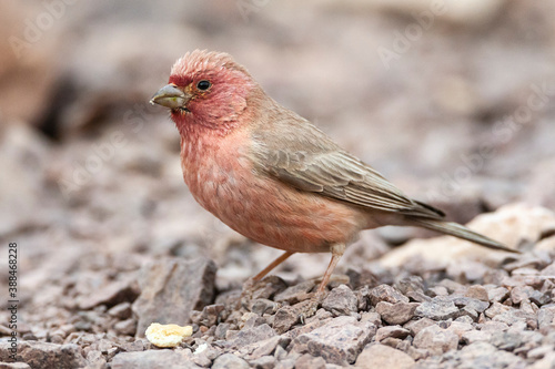 Sinai Rosefinch, Carpodacus synoicus