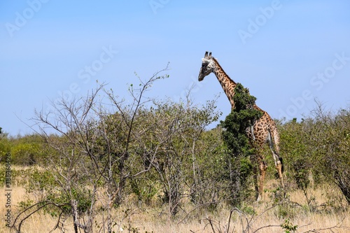 giraffe in the savannah © NAEPHOTO
