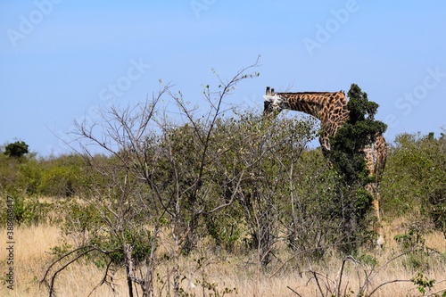 giraffe in the savannah © NAEPHOTO