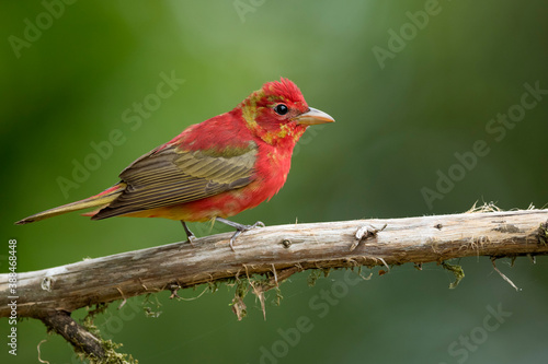 Summer Tanager, Piranga rubra