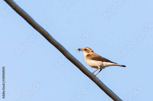 Eastern Black-eared Wheatear, Oenanthe melanoleuca