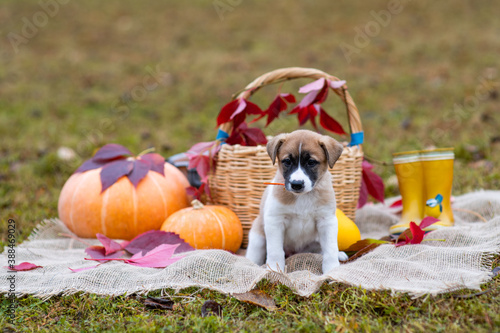 A cute little brown puppy sits in a basket next to a pumpkin. Autumn composition. Red and yellow leaves, fall poster (picture). One dog with sad eyes looks at the camera