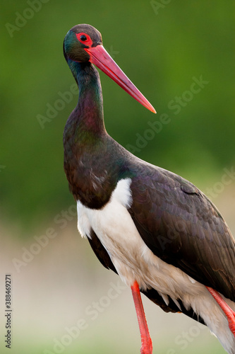 Black Stork  Ciconia nigra