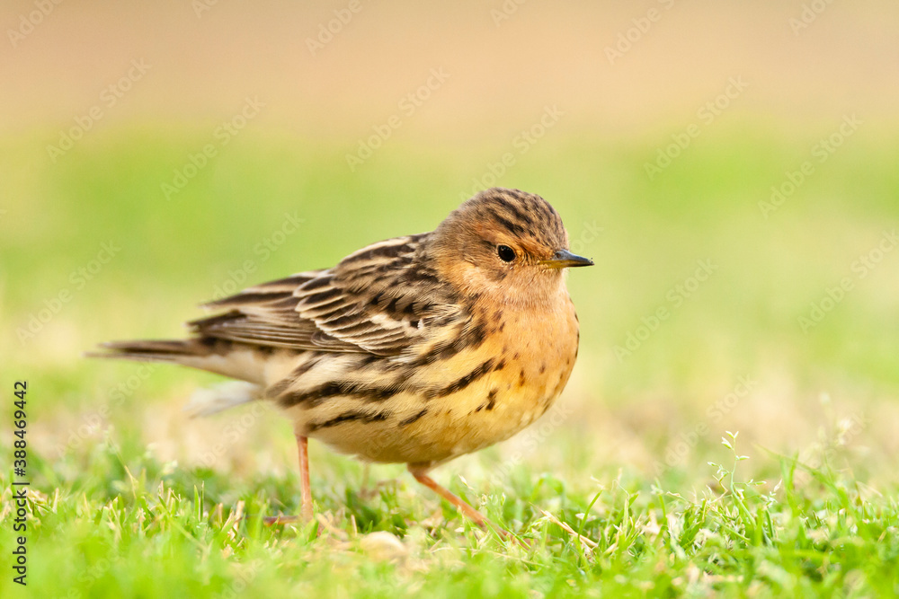 Roodkeelpieper, Red-throated Pipit, Anthus cervinus Roodkeelpieper, Red-throated Pipit, Anthus cervinus