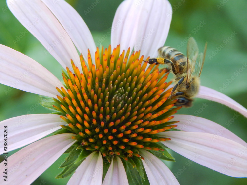 Obraz premium flower with bee