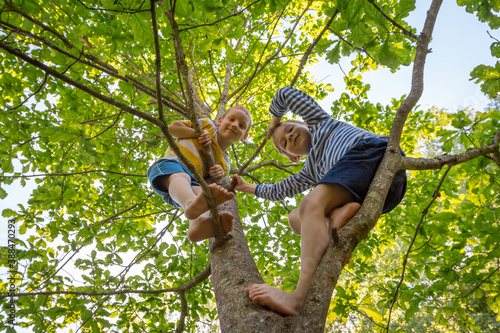 Two little boys friends climbed tree and look smiling. Happy children play in summer barefoot forest. Carefree childhood