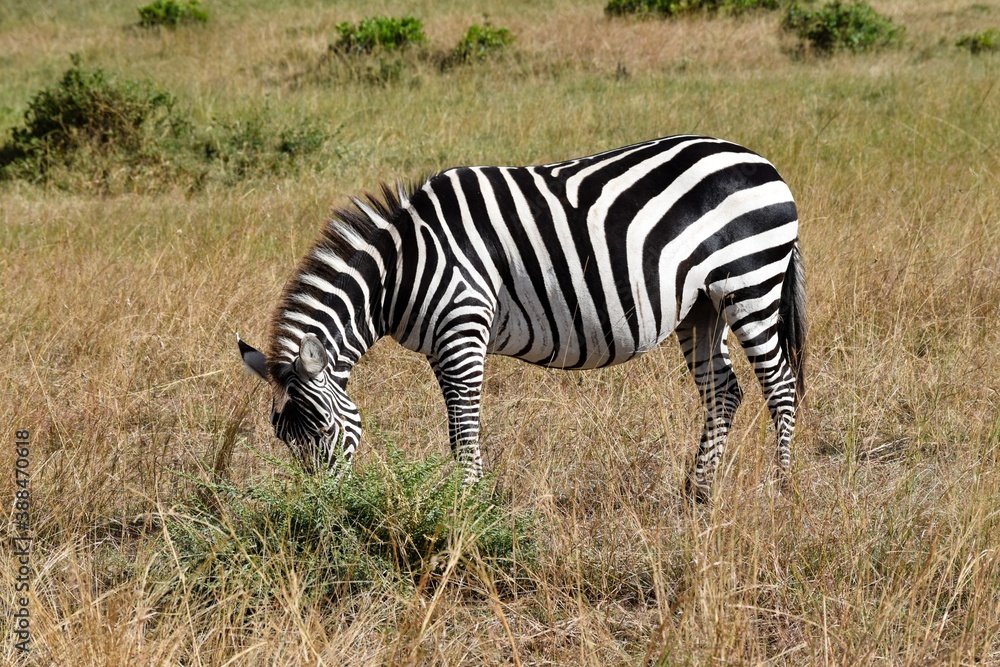 portrait of zebra in the savannah portrait of zebra in the savannah