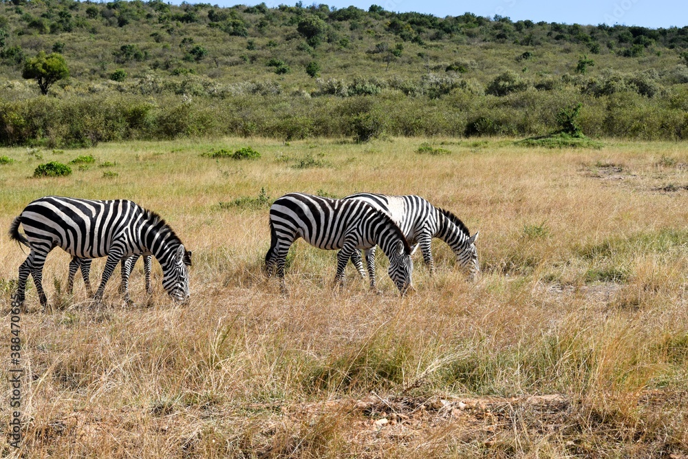 Obraz premium group of zebras in the savannah