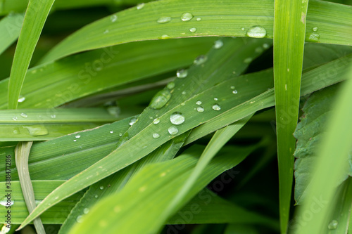 Fototapeta Naklejka Na Ścianę i Meble -  dew on the grass