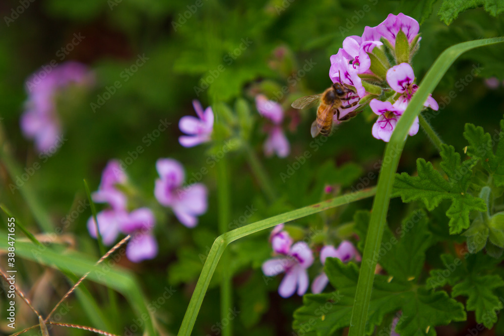 Fototapeta premium Honey bee pollinating a purple flower
