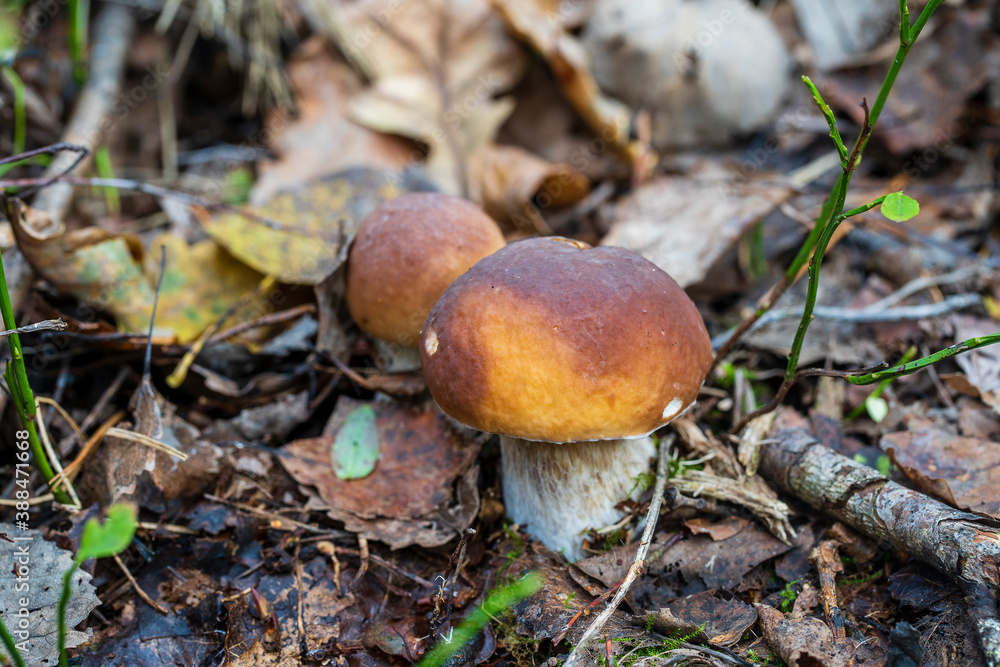 Beautiful boletus edulis mushroom banner in wild forest. White mushroom in autumn day Beautiful boletus edulis mushroom banner in wild forest. White mushroom in autumn day