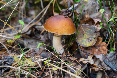 Beautiful boletus edulis mushroom banner in wild forest. White mushroom in autumn day