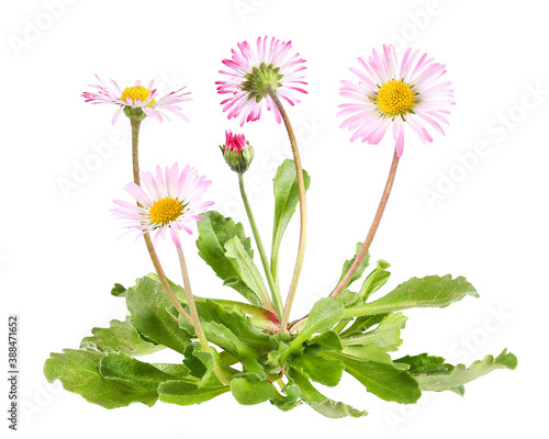 Daisies with leaves, isolated plant