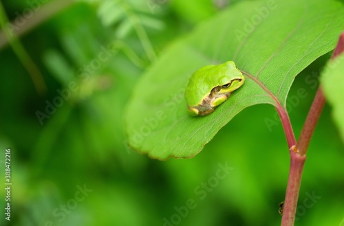 Sleepy Japanese Tree Frog on The Leaves