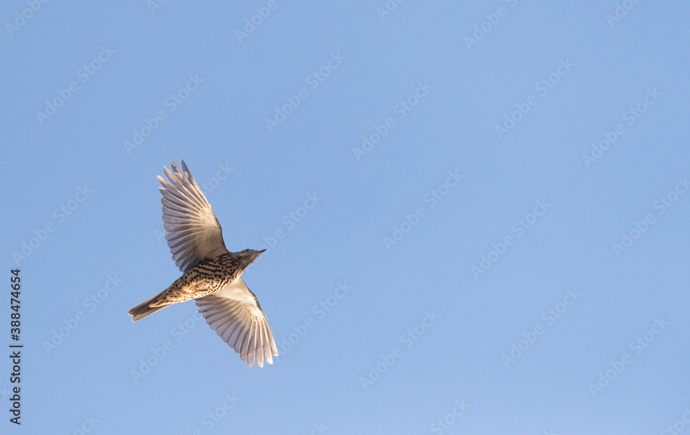 Obraz premium Mistle Thrush, Turdus viscivorus