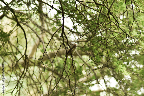 bird on the tree