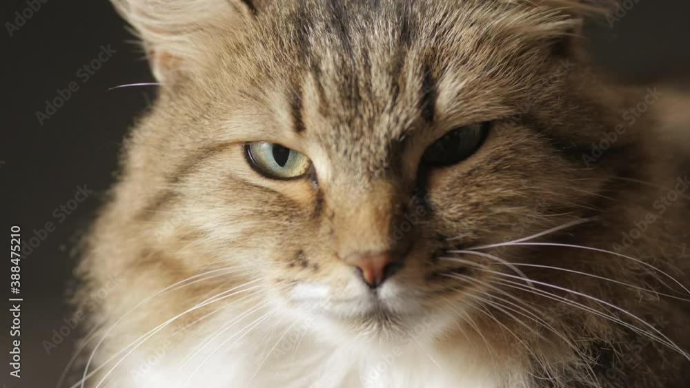 cat on black dark studio background, sleepy fluffy Siberian cat, concept of pets, domestic animals cat on black dark studio background, sleepy fluffy Siberian cat, concept of pets, domestic animals