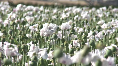 Opium Poppy Field,  Cressy, Tasmania photo
