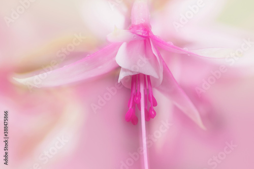 fuchsia flower images soft focus 