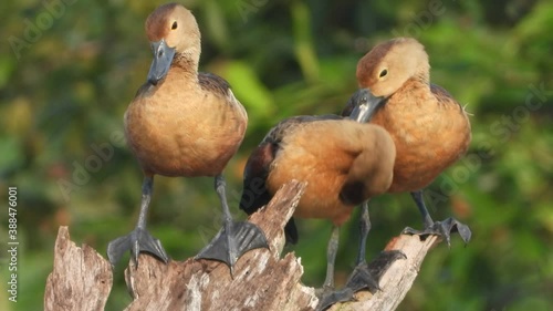 whistling duck tree chicks in tree . photo