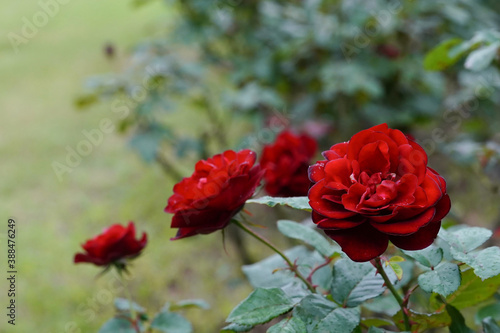 rose flower in the garden