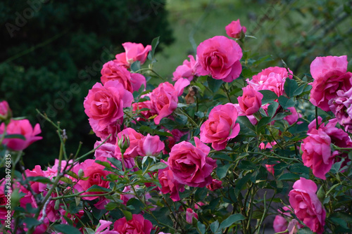 rose flower in the garden