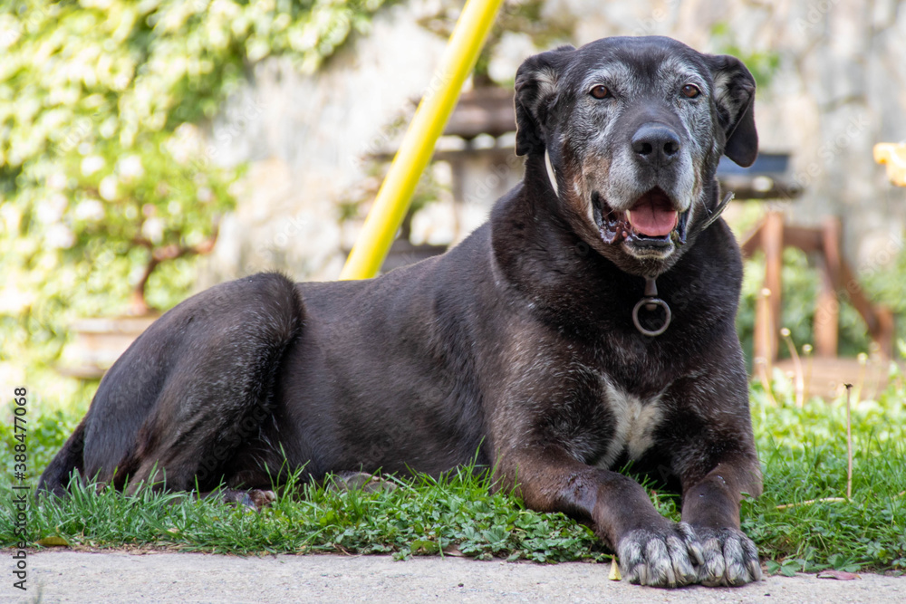 Obraz premium Big dog lying on the grass