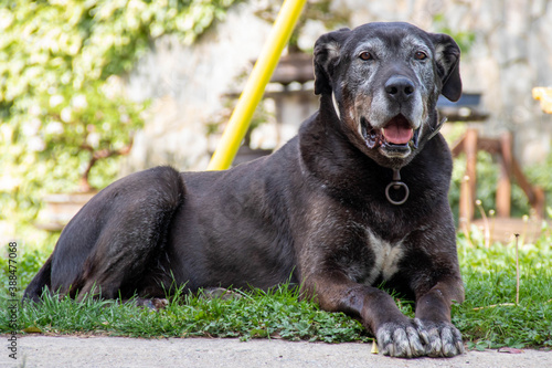 Big dog lying on the grass