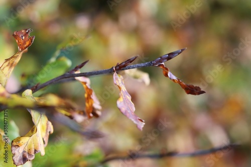 Zweig im Herbst