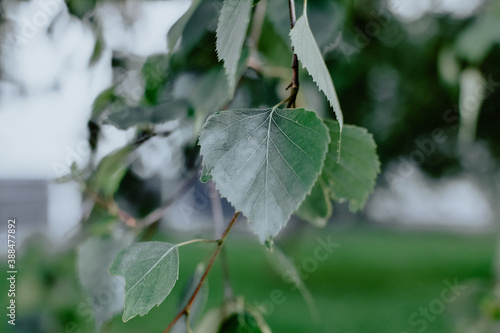 branch of birch tree Betula pendula, silver birch, warty birch, European whit...