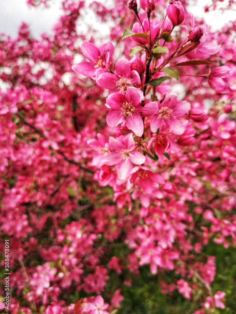 pink blossom pink blossom
