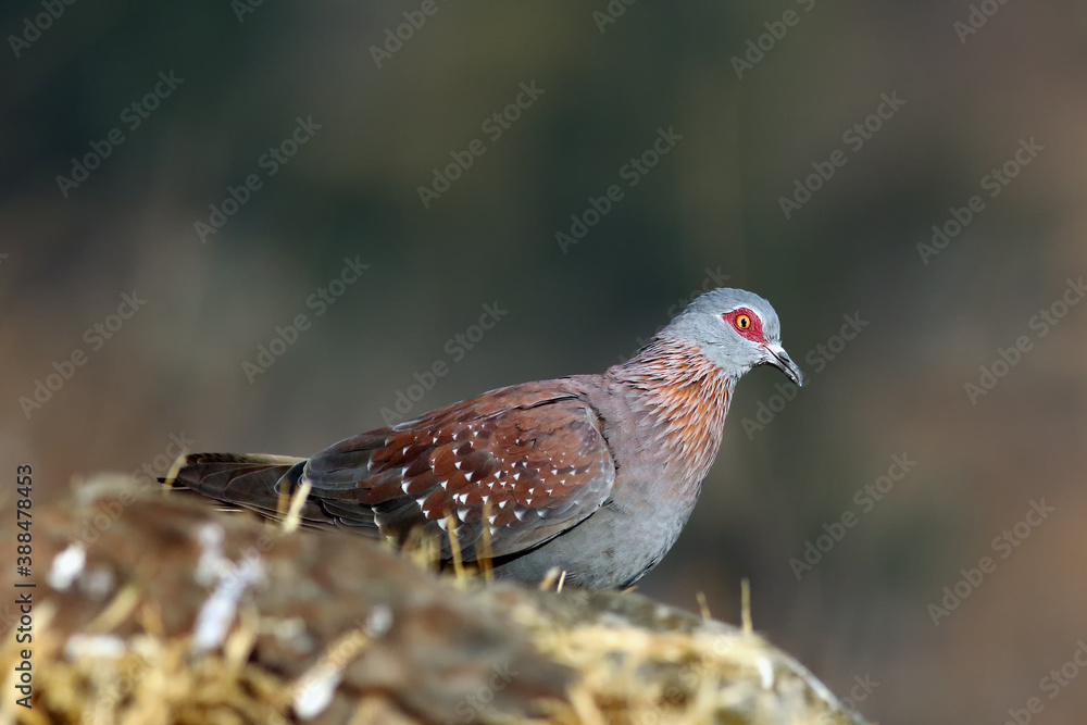 Spekled pigeon or Feral pigeon (Columba guinea) on the rock. A large colored pigeon with a red eye sowing on a rock in the high mountains. Spekled pigeon or Feral pigeon (Columba guinea) on the rock. A large colored pigeon with a red eye sowing on a rock in the high mountains.