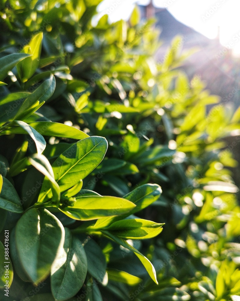 Obraz premium green leaves background
