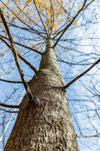 Tree / trunk texture with yellow leaves against blue sky on sun autumn fall day with shallow depth of field.