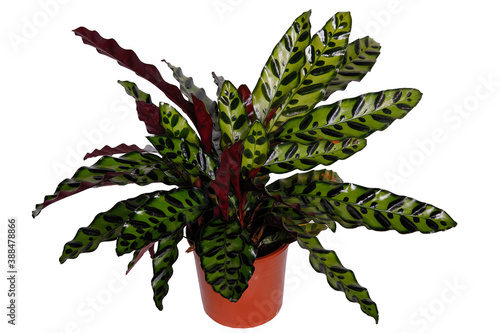 Calathea in a flower pot. Isolated on a white background. photo