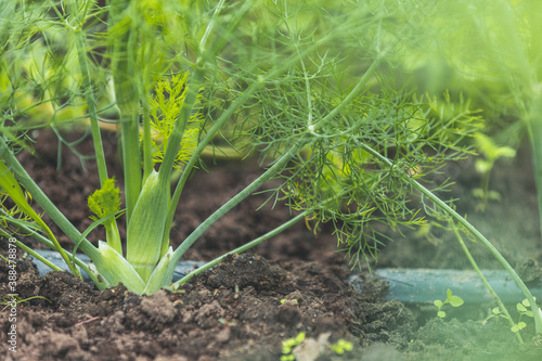 Fennel Bulb in garden bed. Annual fennel, Foeniculum vulgare azoricum. Florence or bulbing fennel. Gardening background, close up. photo