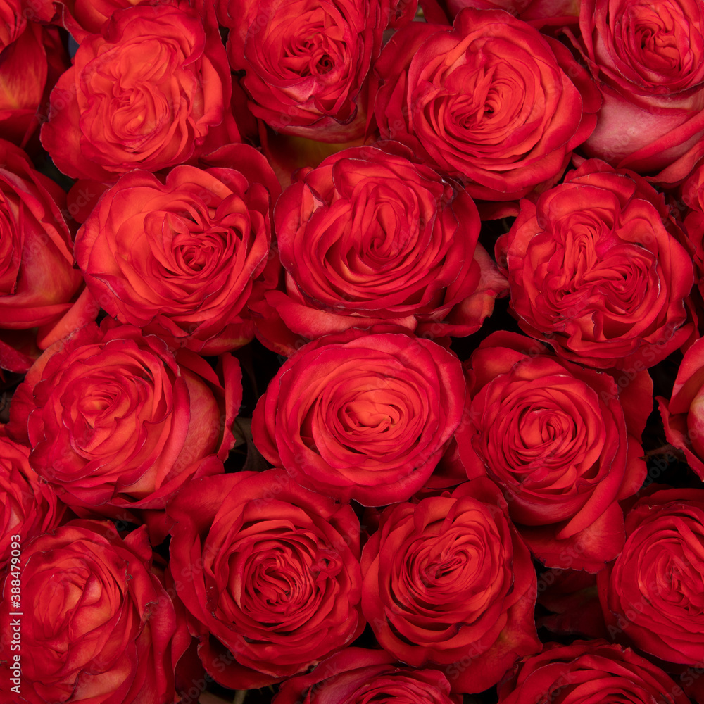 background texture red roses background texture red roses